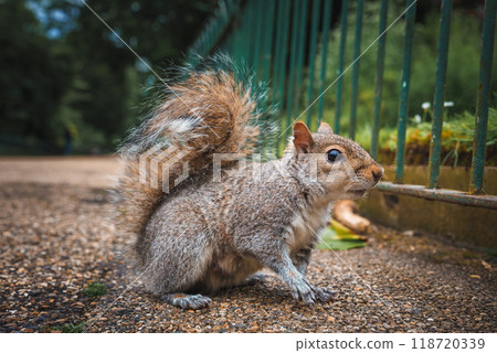 A grey squirrel stands alert on a gravel path next to a green metal fence in a London park. The blurred greenery in the background adds a natural touch. A grey squirrel stands alert on a gravel path next to a green metal fence in a London park. The blurred greenery in the background adds a natural touch. 118720339