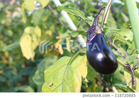 茄子 Nasubi 夏季蔬菜豐收 118720885