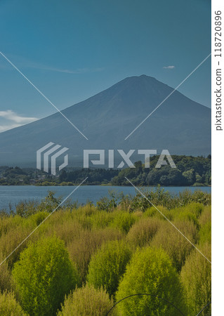 Lake Kawaguchi and kochia viewed from Oishi Park 118720896