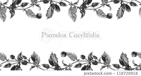 Psoralea corylifolia herb seamless border. Hand drawn vintage style graphic illustration. Medicinal plant with bakuchiol natural retinol. Psoralea herb seamless border element on white background 118720918