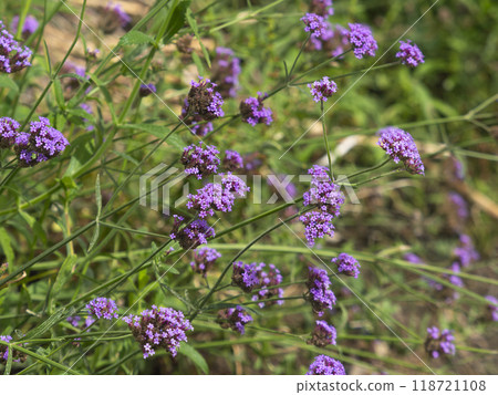 Verbena bonariensis blooming on the roadside 118721108