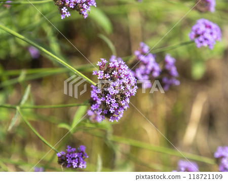 Verbena bonariensis blooming on the roadside 118721109