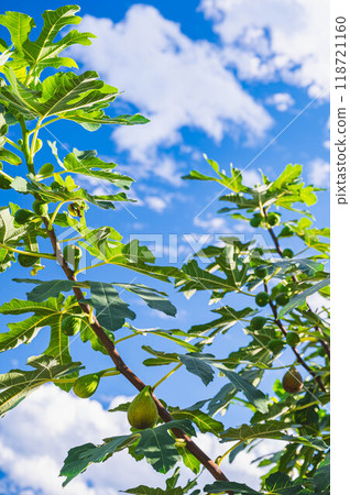 藍天和成熟的無花果 藍天和成熟的無花果 118721160