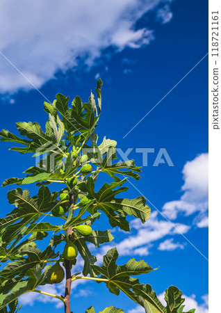 藍天和成熟的無花果 藍天和成熟的無花果 118721161
