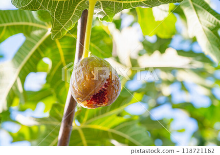 Fully ripe figs Fully ripe figs 118721162