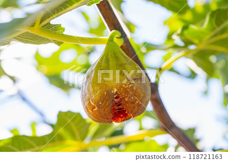 Fully ripe figs Fully ripe figs 118721163