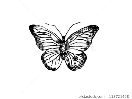 Monochrome line drawing of a butterfly spreading its wings, drawn with a pen 118721438