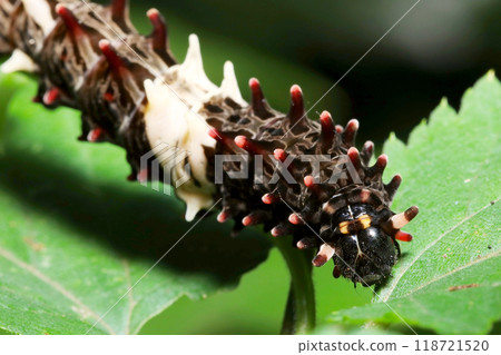 黑白色麝香燕尾蝶幼蟲（自然光+頻閃微距鏡頭特寫） 118721520