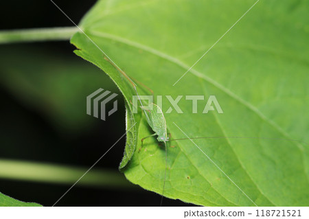 幼蟲的未成熟幼蟲（自然光+頻閃、微距特寫） 118721521