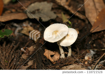 看起來像白色煎蛋的蘑菇（自然光+閃光燈、微距特寫攝影） 118721528