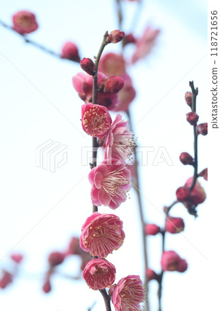 紅梅花 118721656