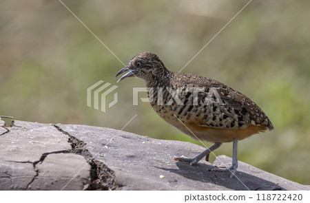 Barred Buttonquail on the ground animal portrait. 118722420