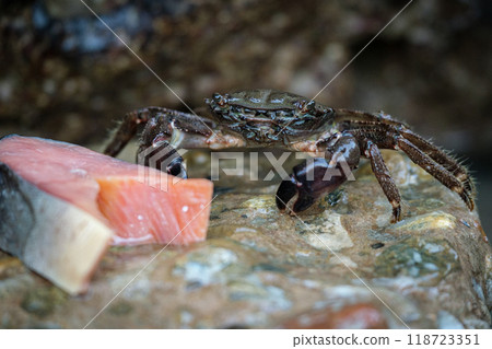 Sea crab sitting on a rock and eating fish. The fish is red. 118723351