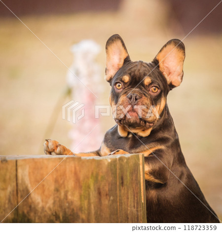 French Bulldog. Close-up portrait, High quality photo French Bulldog. Close-up portrait, High quality photo 118723359