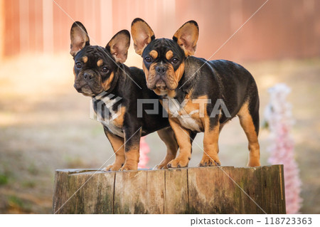 Two French Bulldog puppies look carefully into the camera lens. Dogs on a stump Two French Bulldog puppies look carefully into the camera lens. Dogs on a stump 118723363