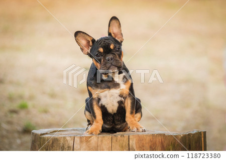 French Bulldog puppy. The dog sits and looks attentively at the camera. French Bulldog puppy. The dog sits and looks attentively at the camera. 118723380