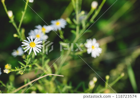  White flower 118723574