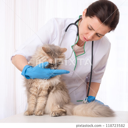 Hard-working vet physician inspecting gray hairy patient cat 118723582