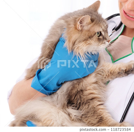 Adorable cinereous longhaired cat in careful vet doctor hands Adorable cinereous longhaired cat in careful vet doctor hands 118723584