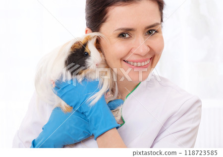 Smiling female vet doctor with guinea pig looking in camera Smiling female vet doctor with guinea pig looking in camera 118723585