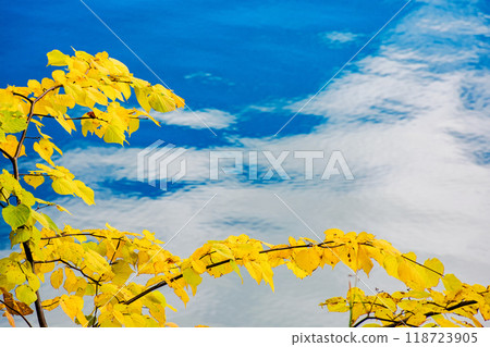 branch with autumn foliage above the water. nature background with leaves in fall season branch with autumn foliage above the water. nature background with leaves in fall season 118723905