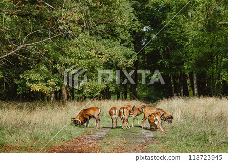 European mouflon herd in the forest. European Mouflon - Ovis orientalis musimon, beautiful primitive sheep with long horns from European forests and woodlands. Herd of the European mouflons (Ovis European mouflon herd in the forest. European Mouflon - Ovis orientalis musimon, beautiful primitive sheep with long horns from European forests and woodlands. Herd of the European mouflons (Ovis 118723945
