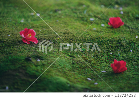 落在青苔的山茶花花 落在青苔的山茶花花 118724258