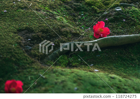 落在青苔的山茶花花 落在青苔的山茶花花 118724275