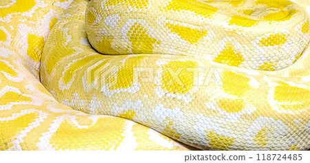 A yellow and white snake with a pattern on its back 118724485