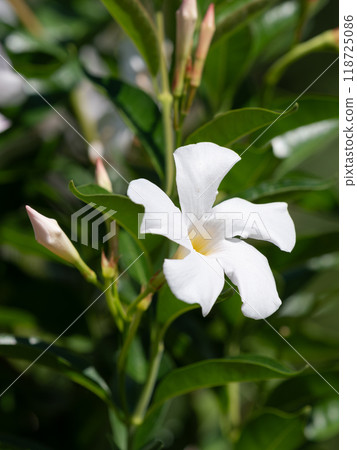 夏季花壇中的白色曼德維拉 夏季花壇中的白色曼德維拉 118725086