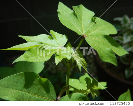 Cotton leaves and flowers Cotton leaves and flowers 118725430