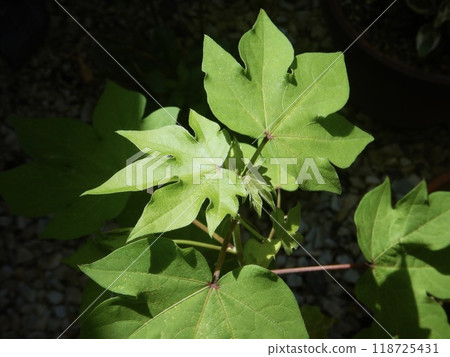 Cotton leaves and flowers Cotton leaves and flowers 118725431