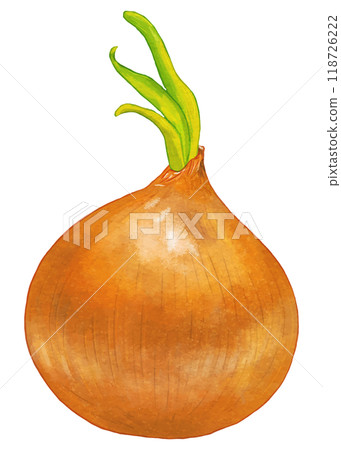 A realistic onion with sprouts is completed. 118726222