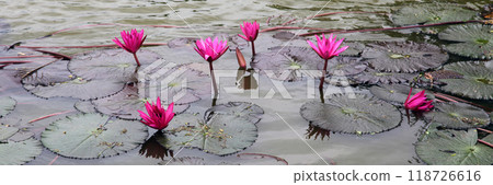 Close-up on pink Water Lilies Close-up on pink Water Lilies 118726616