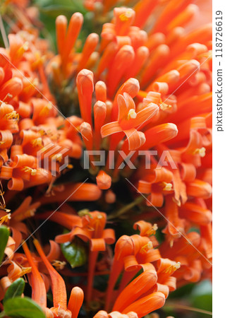 Close-up on Queen's Wreath flowers 118726619