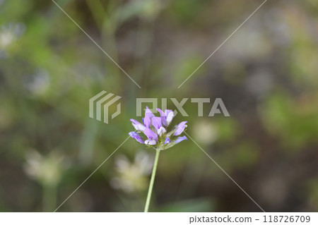 Bitumen trefoil Bitumen trefoil 118726709