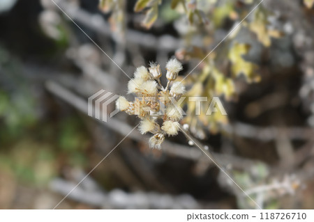 Silver ragwort Silver ragwort 118726710