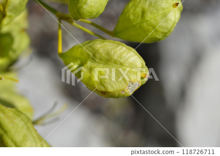 Blackberry lily 118726711