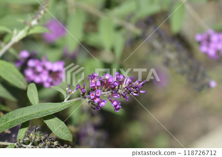 Summer lilac 118726712