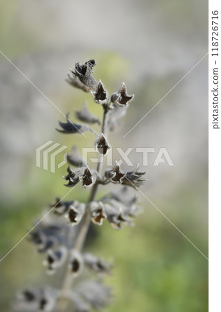 Yellow germander Yellow germander 118726716