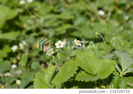 Wild strawberry 118726733