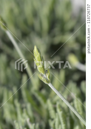 Lavender Goodwin Creek Lavender Goodwin Creek 118726737