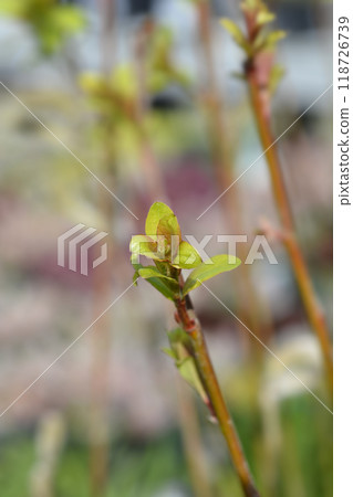 Japanese Pink Pussy Willow Mount Aso Japanese Pink Pussy Willow Mount Aso 118726739