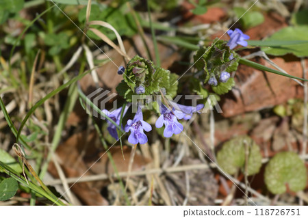 Ground ivy Ground ivy 118726751