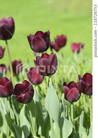 Tulip Ronaldo Tulip Ronaldo 118726753