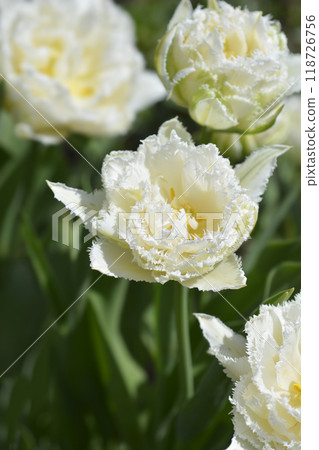 Tulip Snow Crystal 118726756