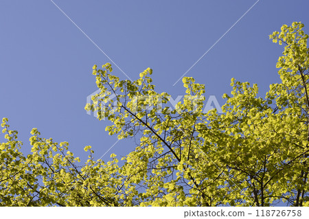 Small-leaved lime Small-leaved lime 118726758