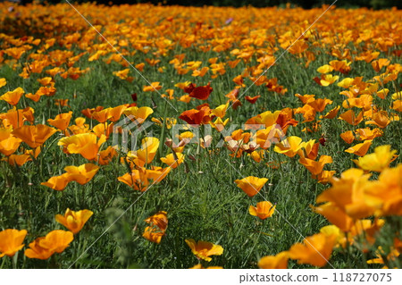 Colorful California Poppy fields Colorful California Poppy fields 118727075