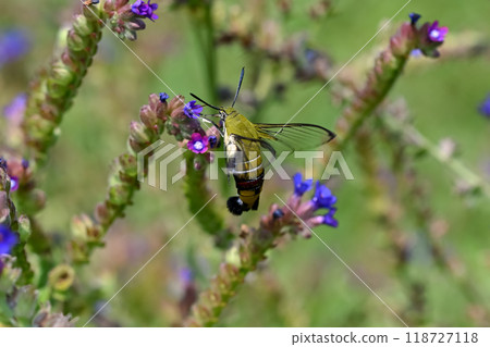 Ooskasiba Ooskasiba 118727118