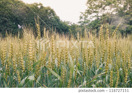 A cluster of wheat ears in a field A cluster of wheat ears in a field 118727151